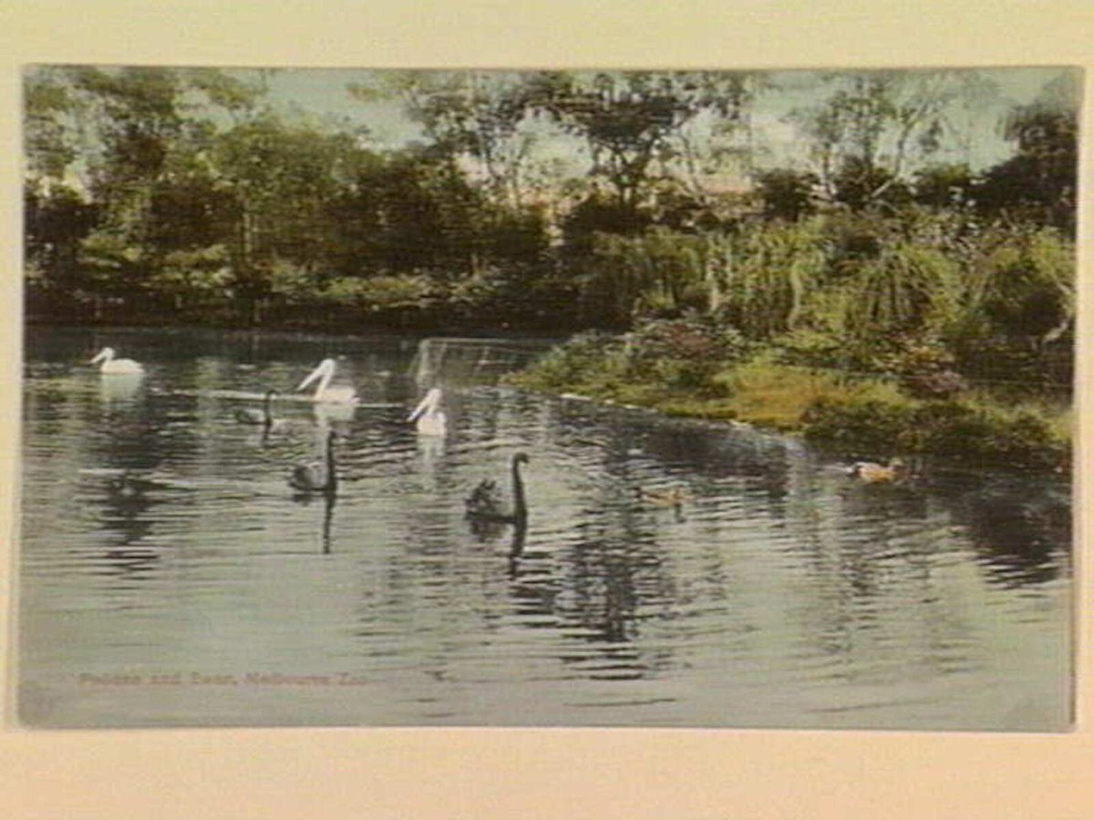 Pelican and Swan, Melbourne Zoo, Parkville (c. 1906)
