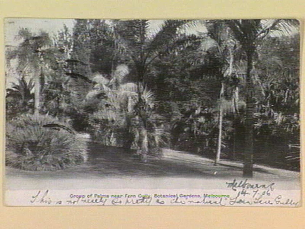 Group of Palms near Fern Gully, Botanical Gardens, Melbourne, Melbourne City (c. 1906)