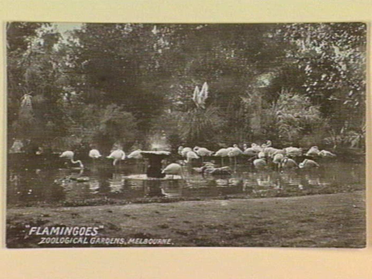 "FLAMINGOES" ZOOLOGICAL GARDENS, MELBOURNE, Parkville (c. 1906)