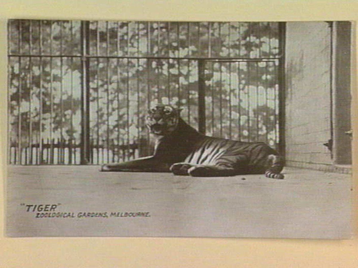 "TIGER" ZOOLOGICAL GARDENS, MELBOURNE, Parkville (c. 1906)