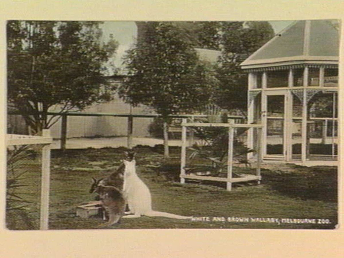 WHITE AND BROWN WALLABY, MELBOURNE ZOO, Parkville (c. 1906)