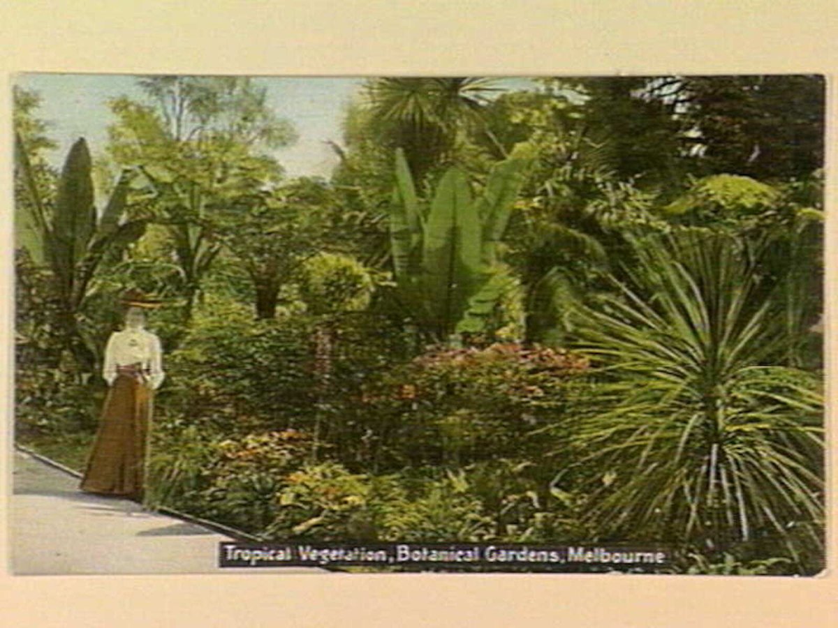 Tropical Vegetation, Botanical Gardens, Melbourne, Melbourne City (c. 1908)