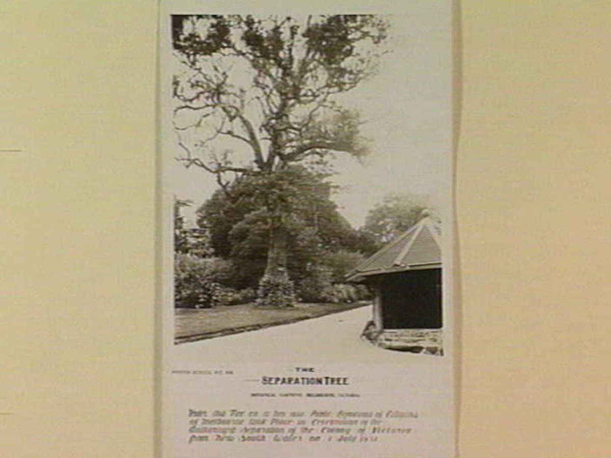 THE SEPARATION TREE BOTANICAL GARDENS, MELBOURNE, VICTORIA, Melbourne City (c. 1920)