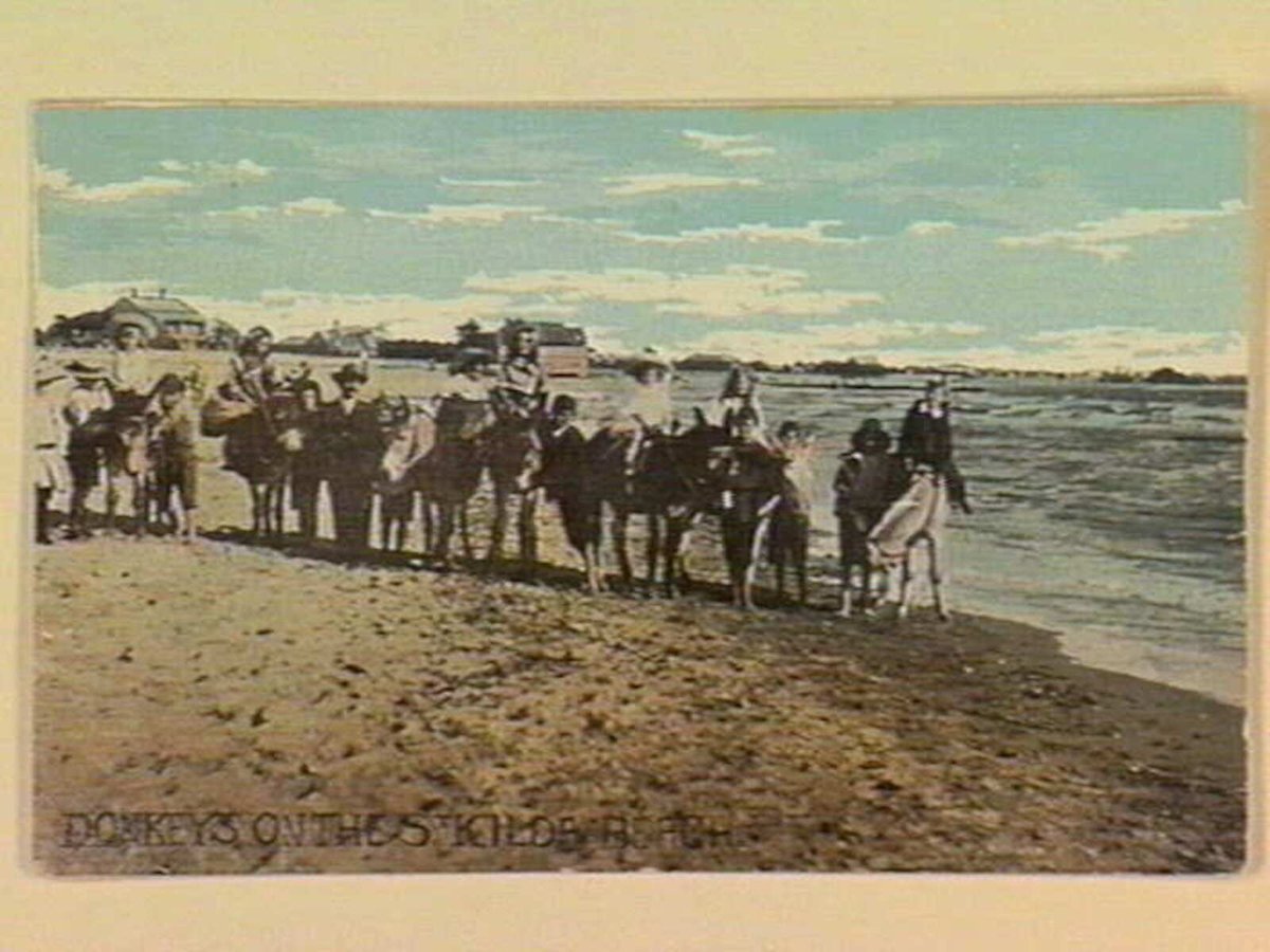 DONKEYS ON THE ST. KILDA BEACH, St Kilda (c. 1906)