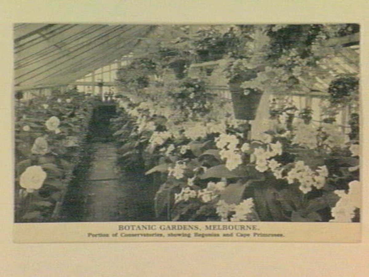 BOTANIC GARDENS, MELBOURNE. Portion of Conservatories, showing Begonias and Cape Primroses, Melbourne City (1905–14)