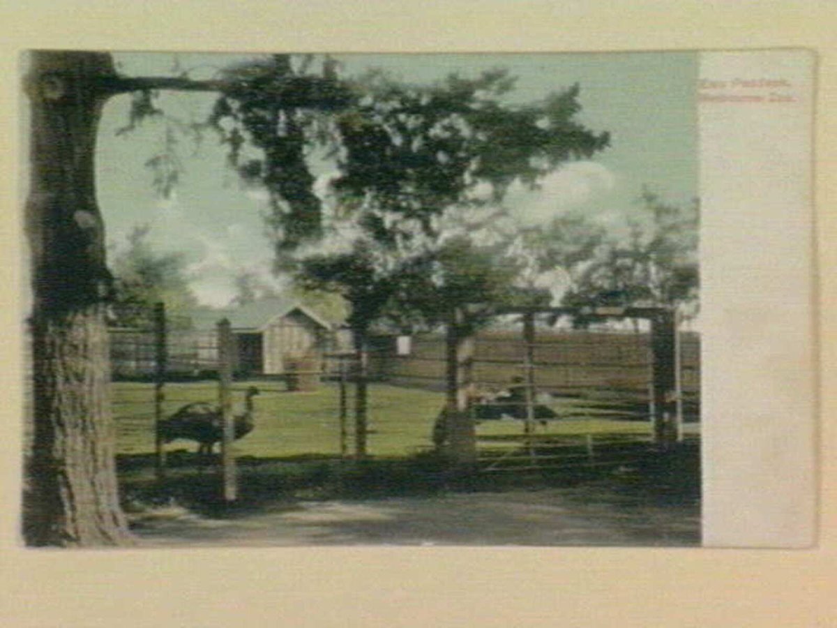 Emu Paddock, Melbourne Zoo, Parkville (c. 1907)