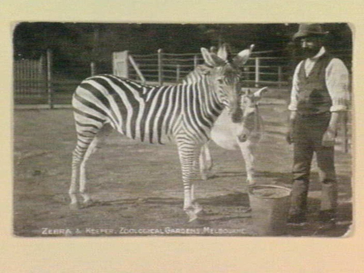 Zebra & Keeper. Zoological Gardens, Melbourne, Parkville (1905–14)