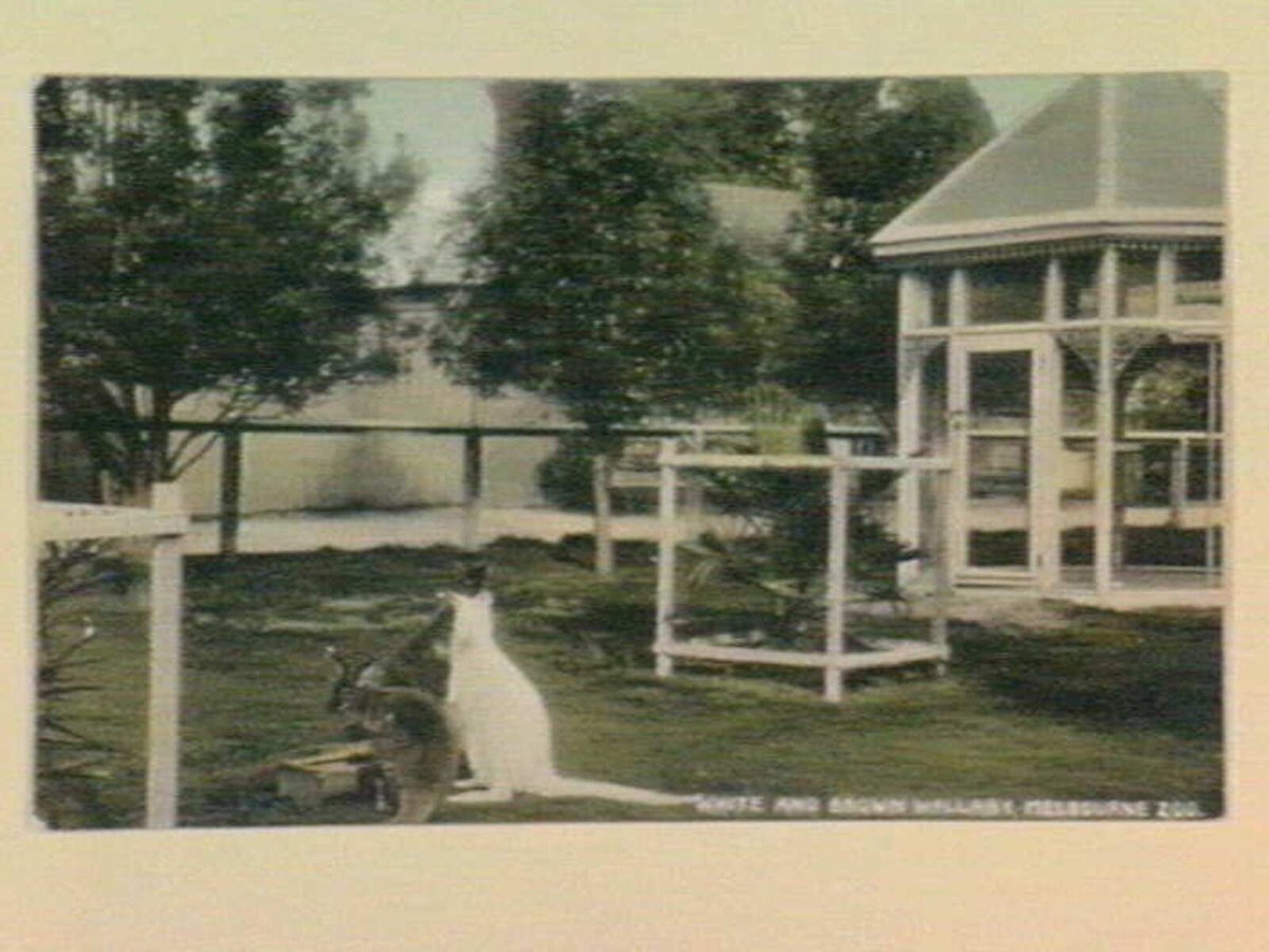 WHITE AND BROWN WALLABY, MELBOURNE ZOO, Parkville (c. 1906)