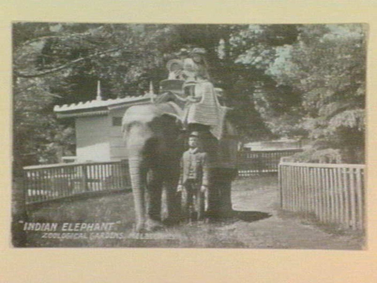 "INDIAN ELEPHANT" ZOOLOGICAL GARDENS, MELBOURNE, Parkville (1910–30)