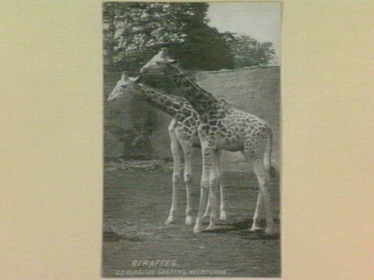 GIRAFFES. ZOOLOGICAL GARDENS, MELBOURNE, Parkville (1910–30)