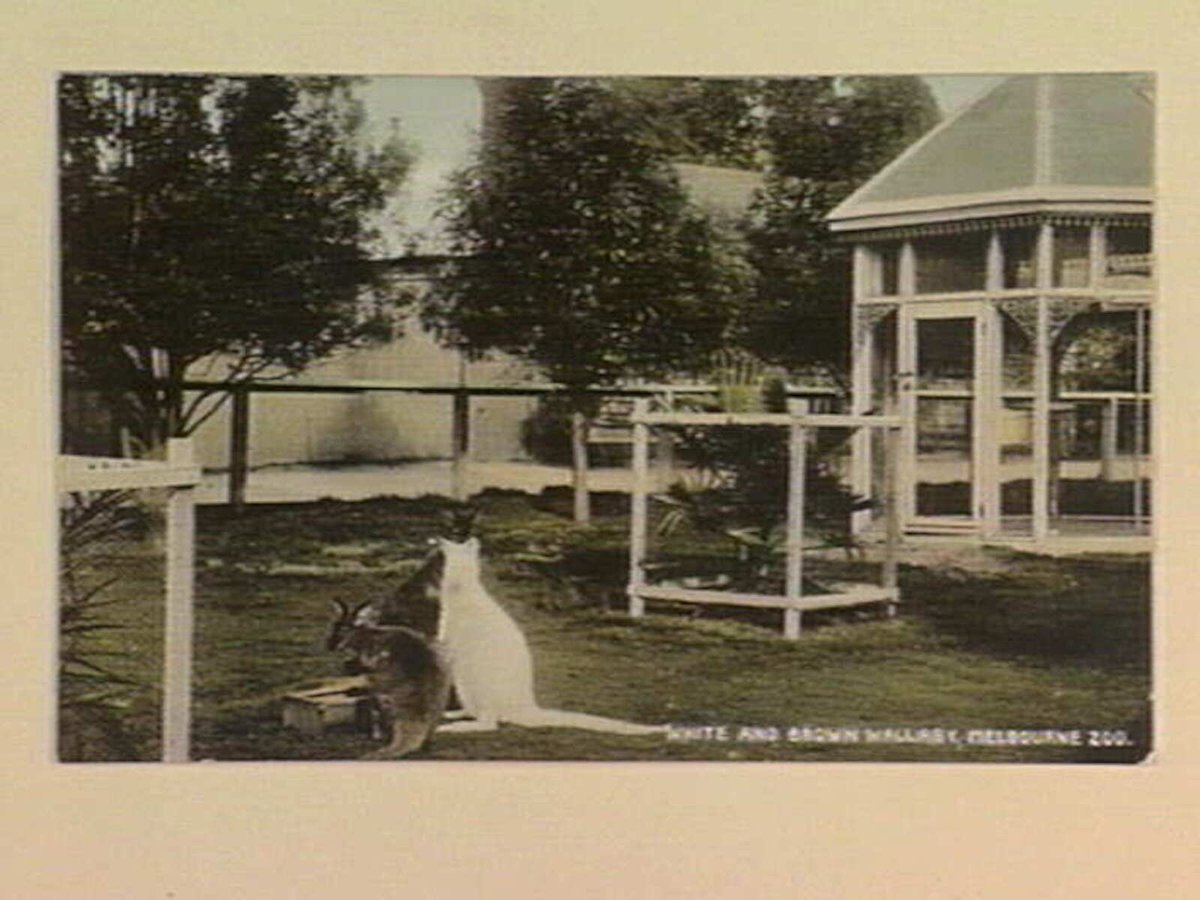 WHITE AND BROWN WALLABY, MELBOURNE ZOO, Parkville (1905–12)