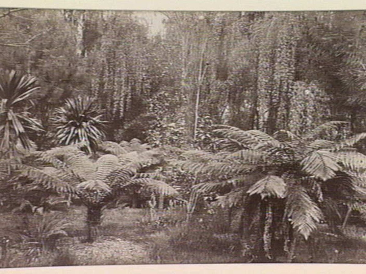 Tree Ferns in the Fitzroy Gardens, Melbourne, East Melbourne (1865–95)