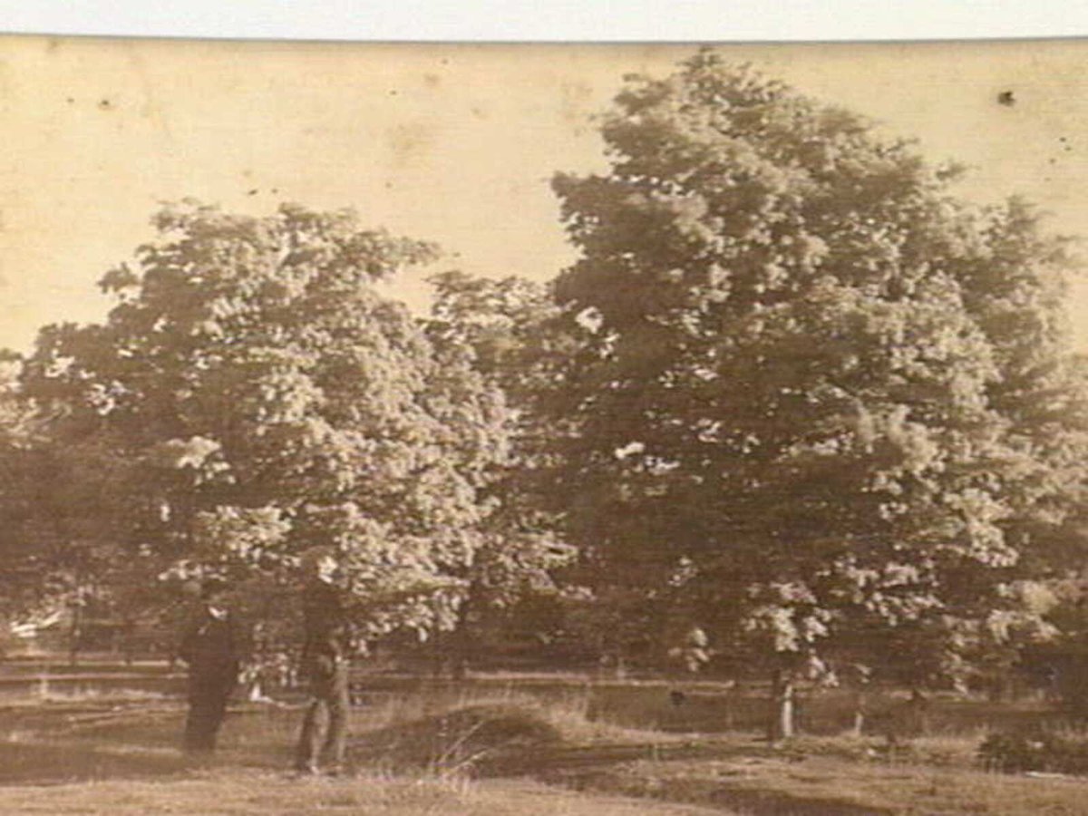 First stand of Coutamundra Wattle grown in Victoria at the home of Mr. Whipple, Ivanhoe (1900–20)