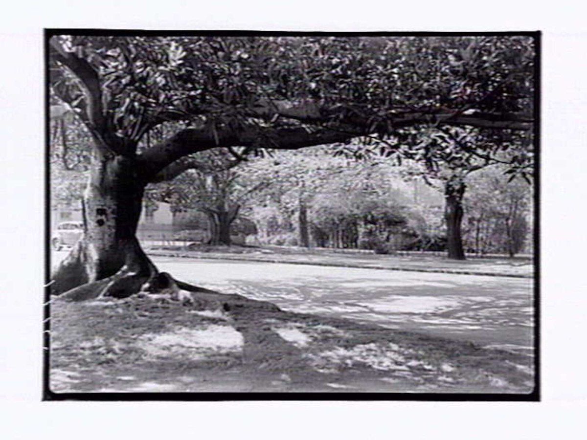 Domain Gardens Melbourne, Melbourne City (1946)
