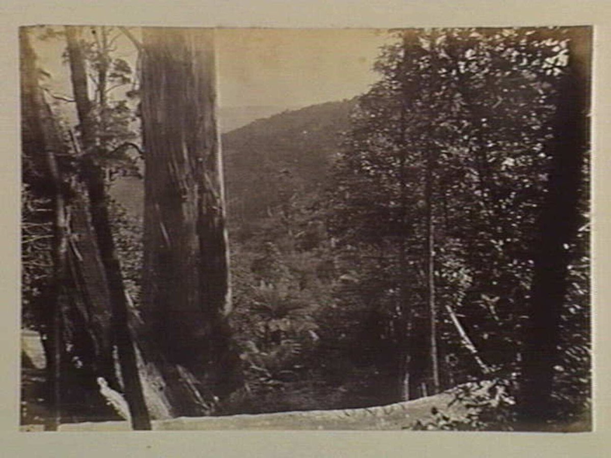 Dandenong State Forest. View at the Three Sisters, near the top of Fern Gully (c. 1880)