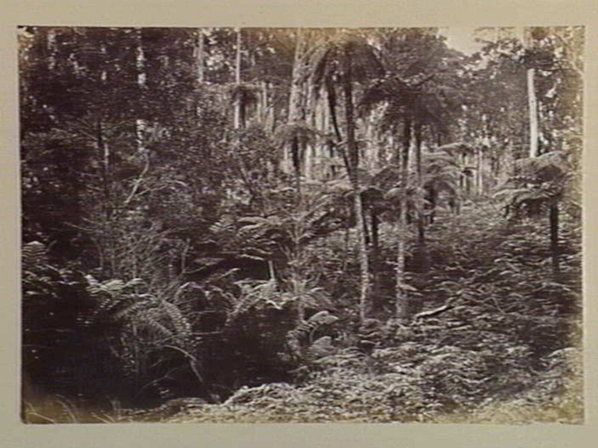 Dandenong State Forest. At the Nook, Ferny Creek (c. 1880)
