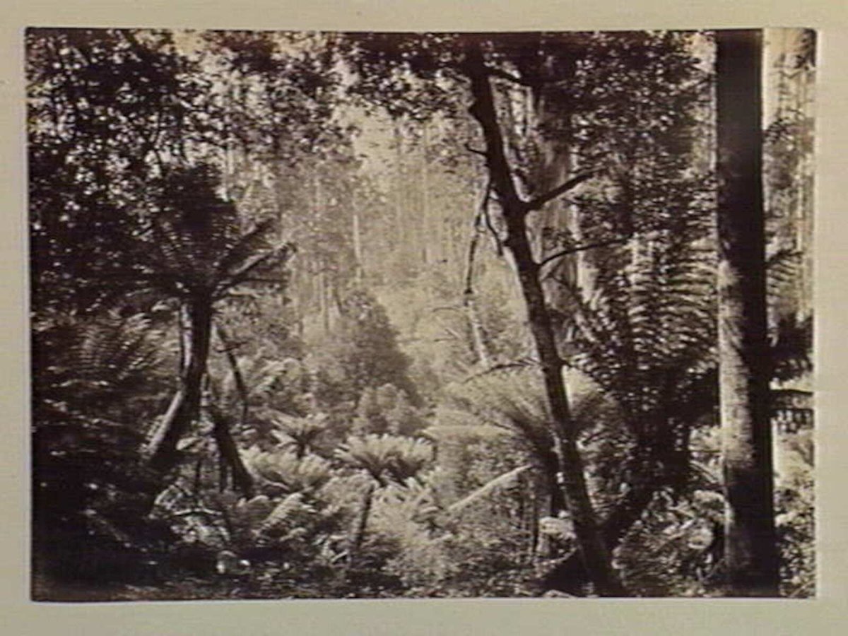 Dandenong State Forest. On the track to Sassafras Creek (c. 1880)