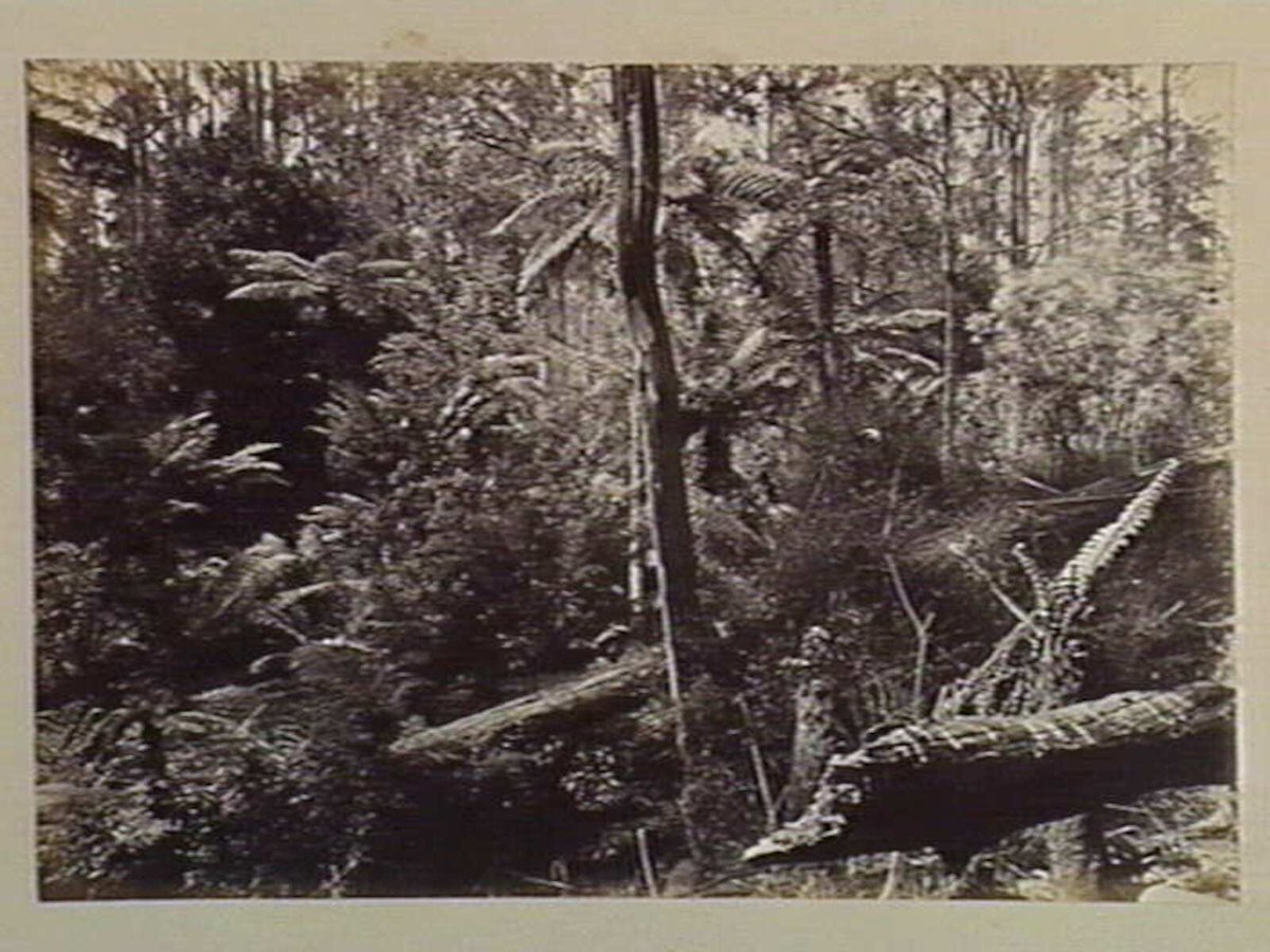 Dandenong State Forest. On the track to Sassafras Creek. No.2 (c. 1880)