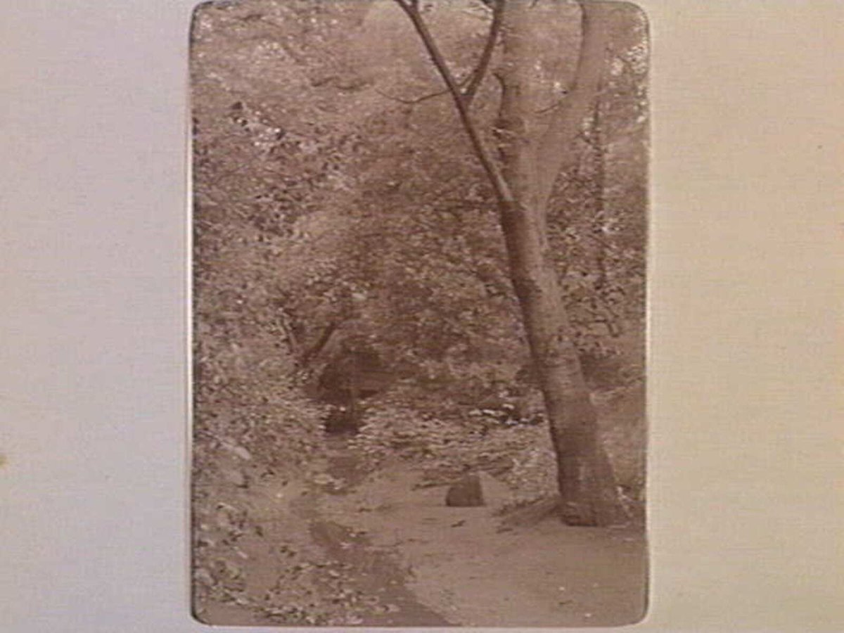 FITZROY GARD.[i.e. Fitzroy Gardens.], East Melbourne (1890–1910)