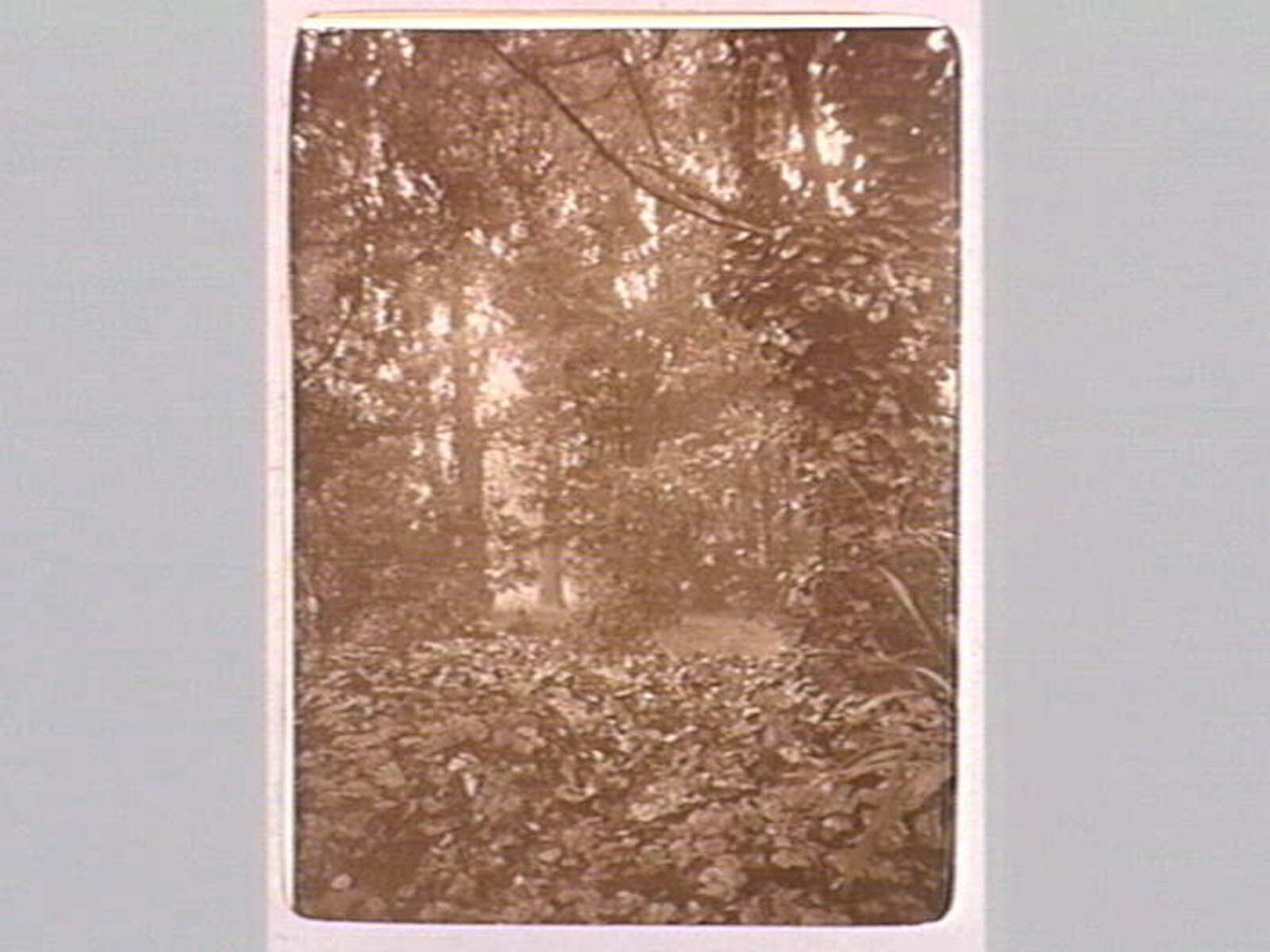 FITZROY GARDENS, East Melbourne (1890–1910)