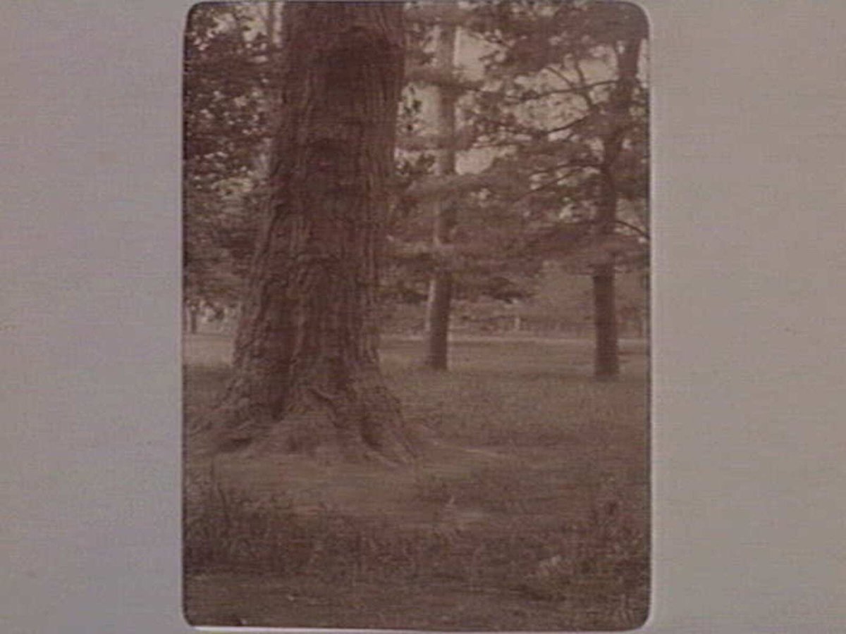 FITZROY GARDENS [Detail of tree trunk.], East Melbourne (1890–1910)