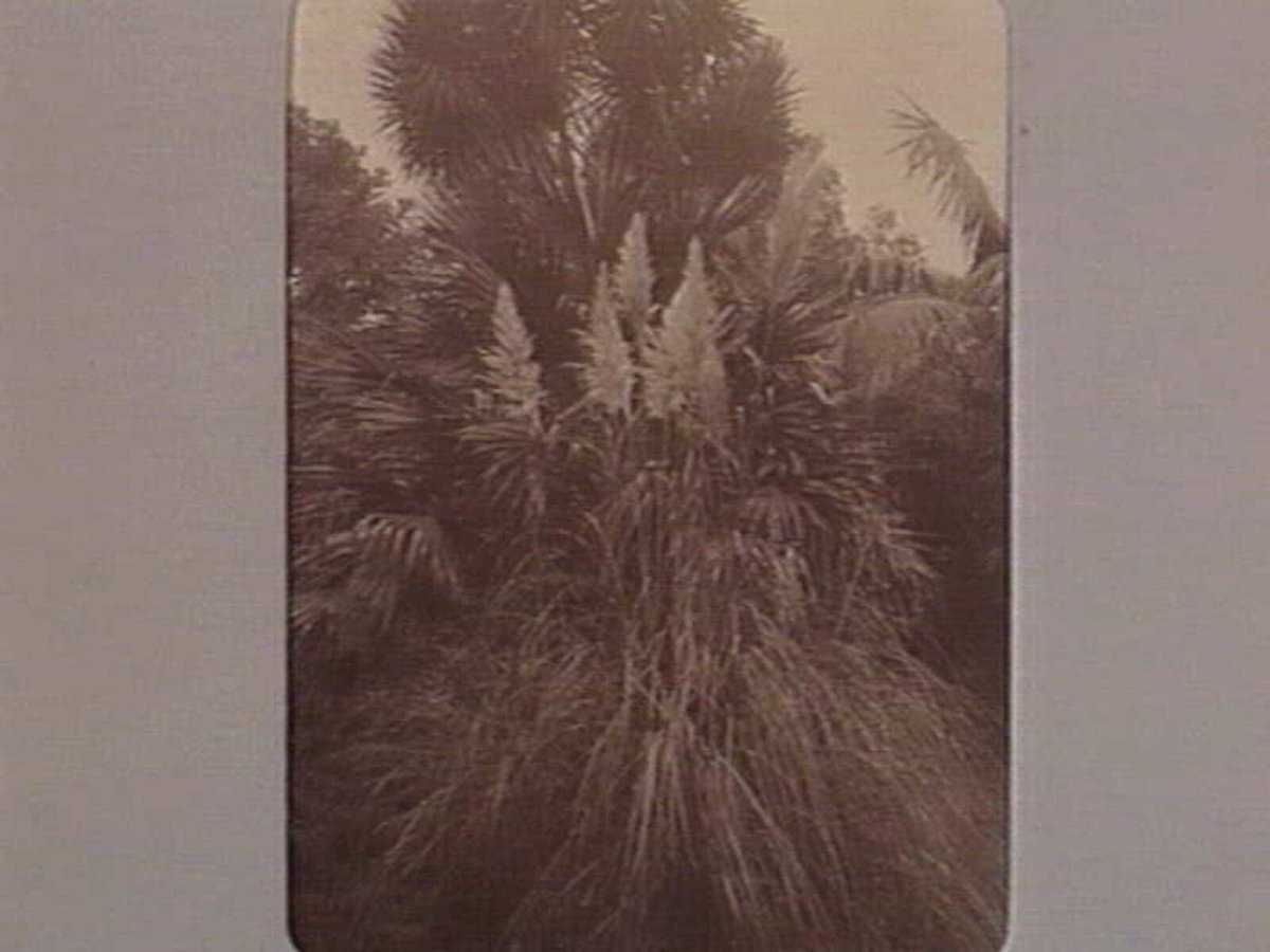 FITZROY GARDENS [Pampas grass.], East Melbourne (1890–1910)