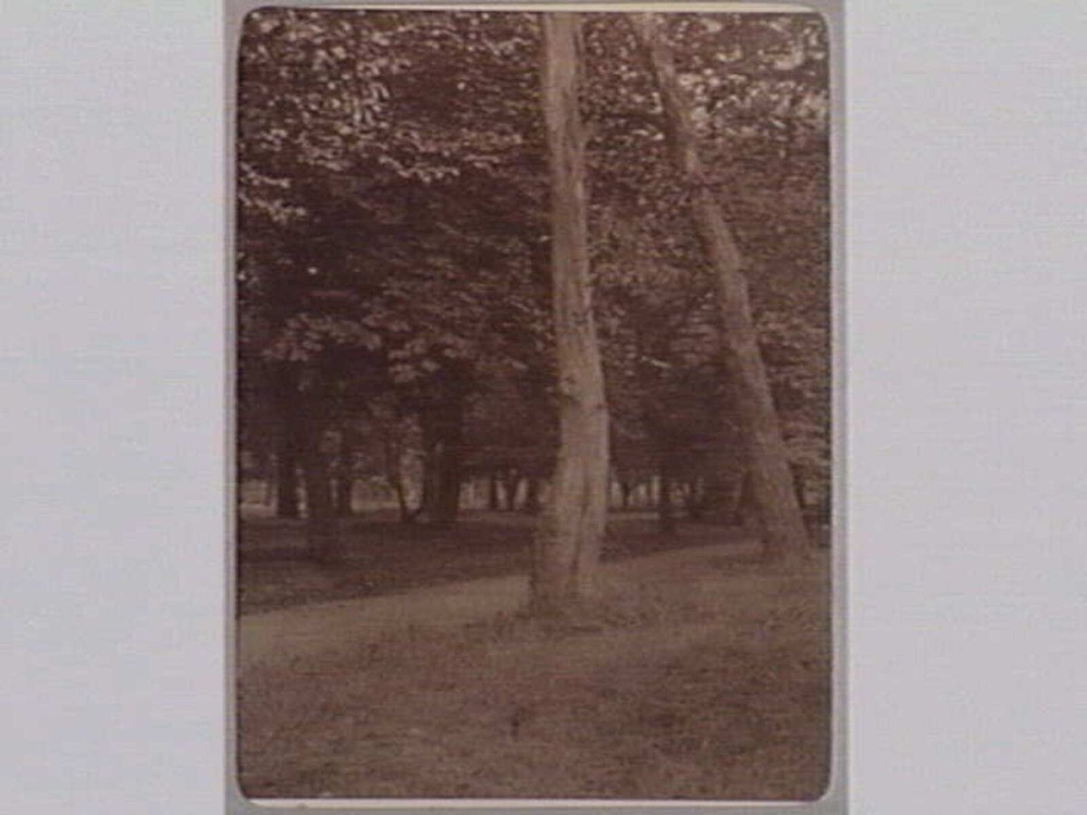 FITZROY GARDENS [Two gum trees in foreground.], East Melbourne (1890–1910)