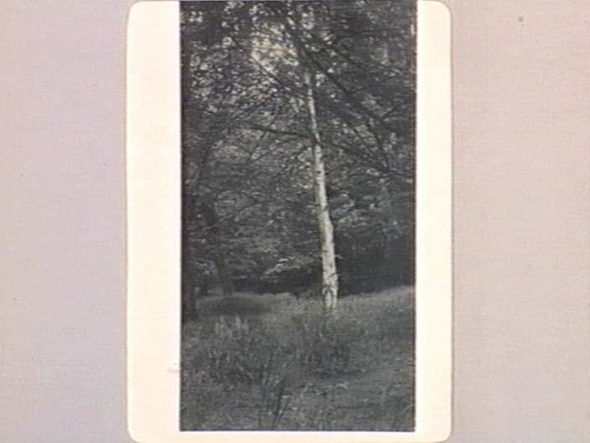 SILVER BIRCH, FITZROY GARDENS, East Melbourne (1890–1910)