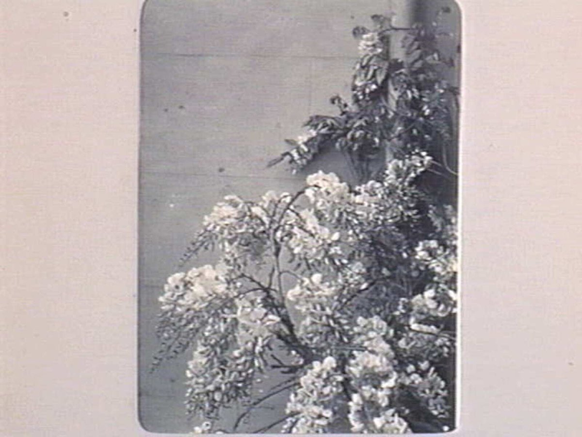 128 POWLETT St. EAST MELB. [Detail of flowers.], Melbourne (1890–1910)