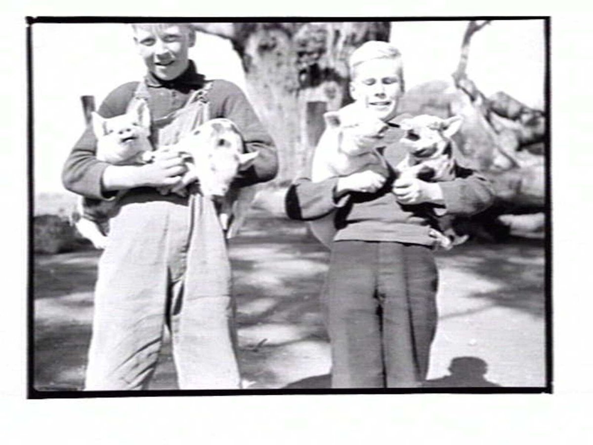 Boys at Northcote Training Farm school at Glenmore near Bacchus Marsh - holding piglets (c. 1937)