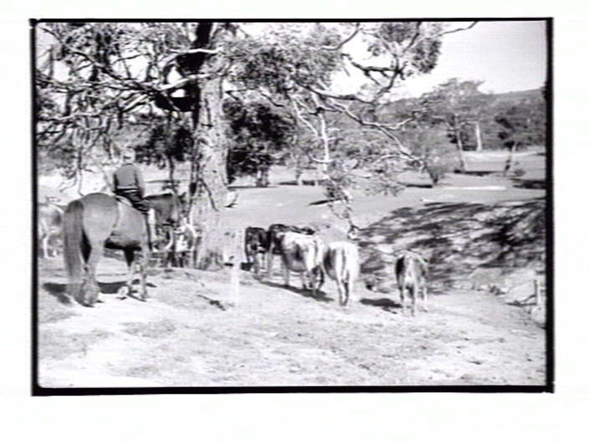 Boys mustering cattle at Northcote Training Farm school, Glenmore, near Bacchus Marsh (c. 1937)