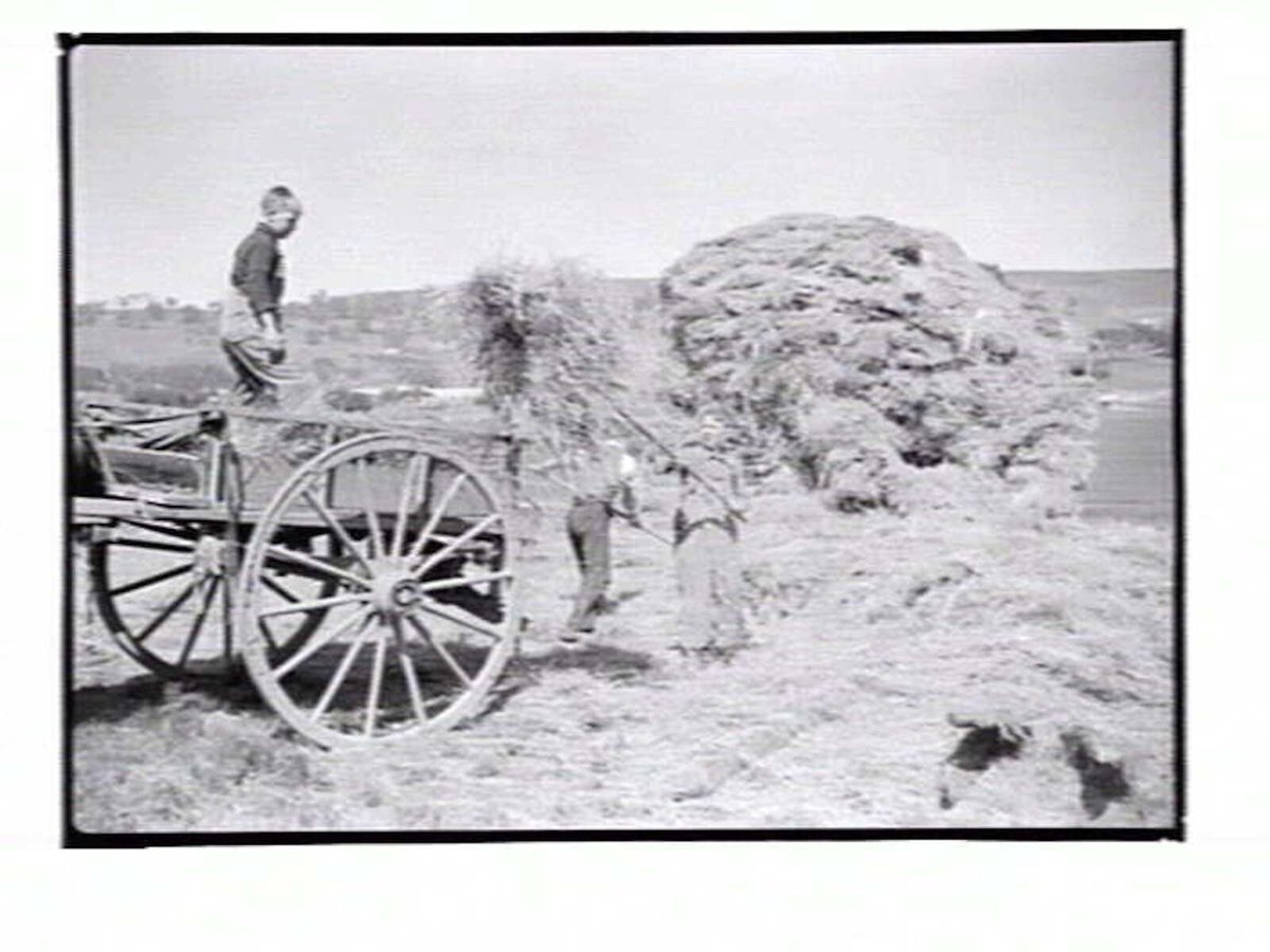 Boys making hay at the Northcote Training Farm, Glenmore, near Bacchus Marsh, Vic (c. 1937)