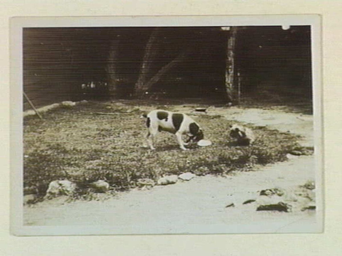 Judy at Black Rock (1910–20)
