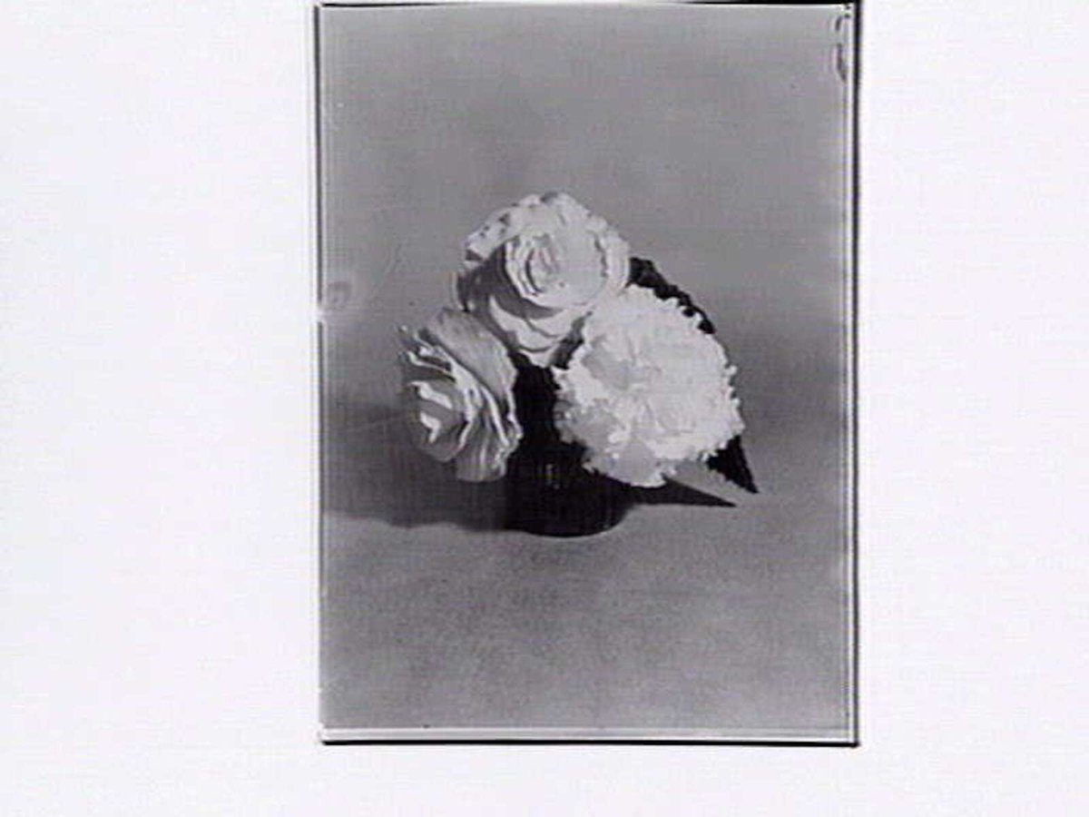 Begonias in the Fitzroy Gardens, March, 1937, East Melbourne