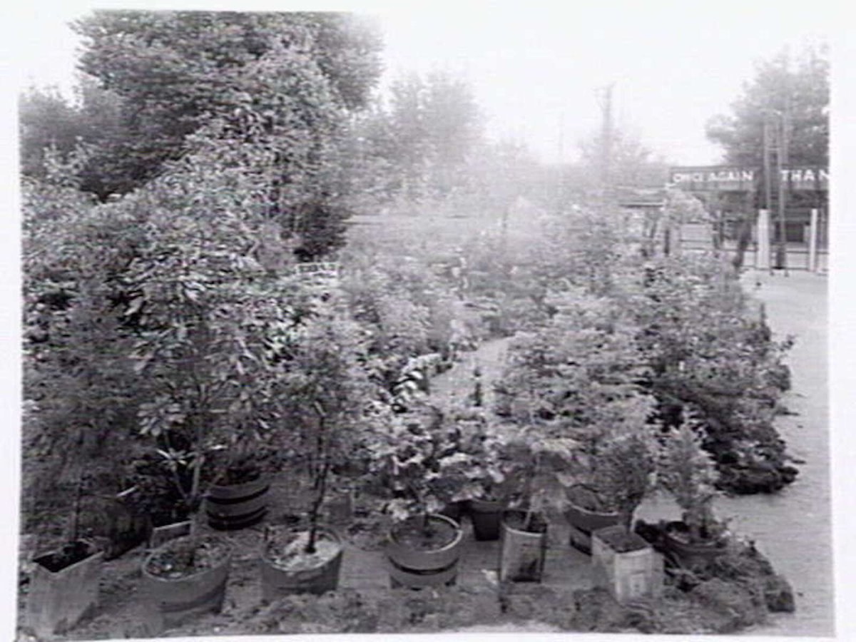 Display of immature trees in pots at Silver Birch Nursery, 230 Riversdale Rd., Camberwell (1947)