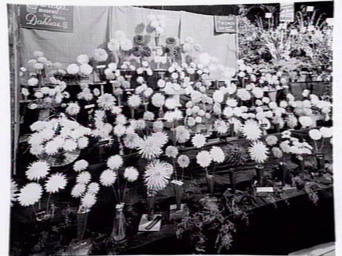 Dalhia display by T.W. Crowley, Croydon, at garden show (1947)