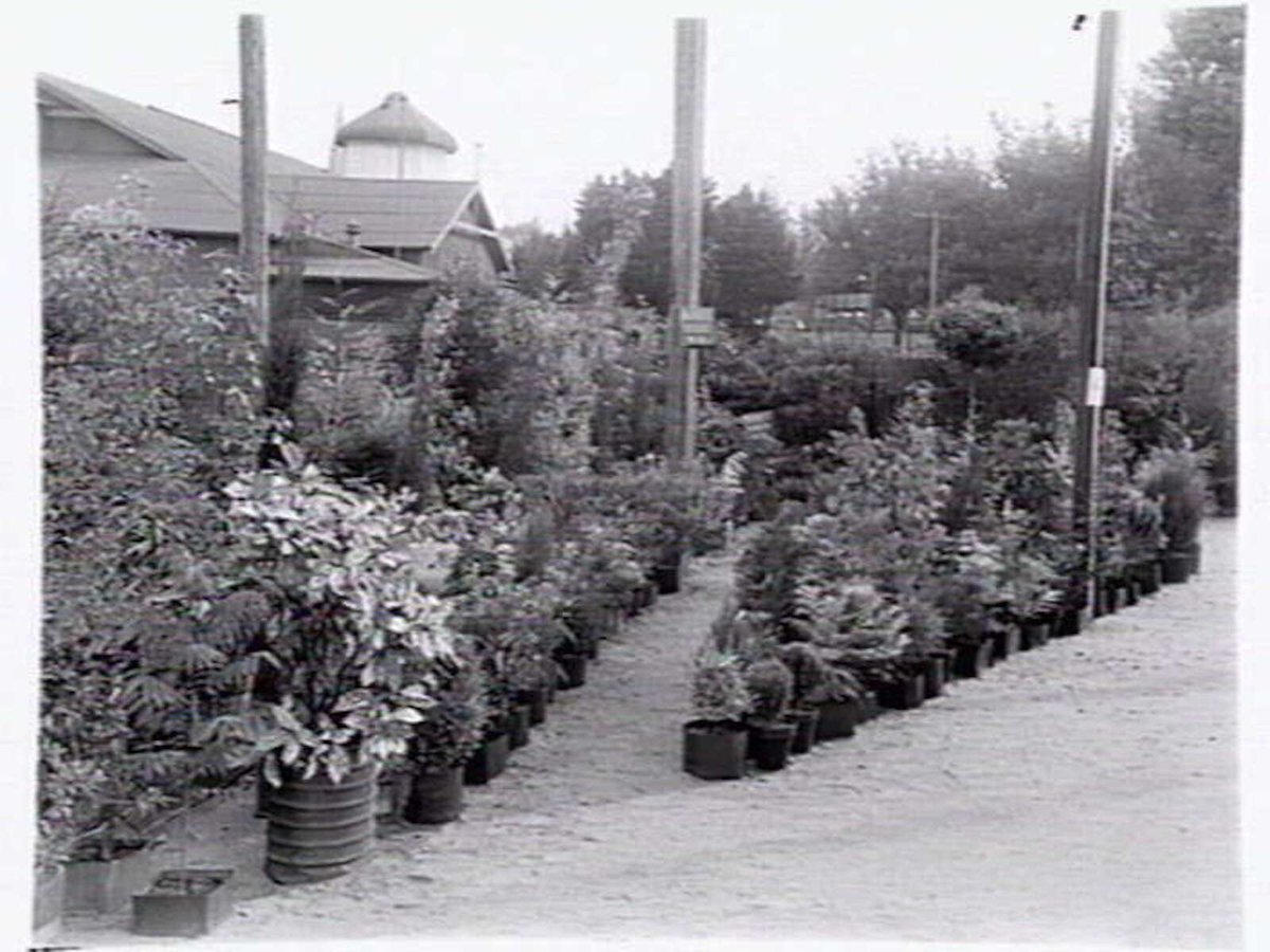 Display of potted plants at Warners Nursery, Burwood (1947)