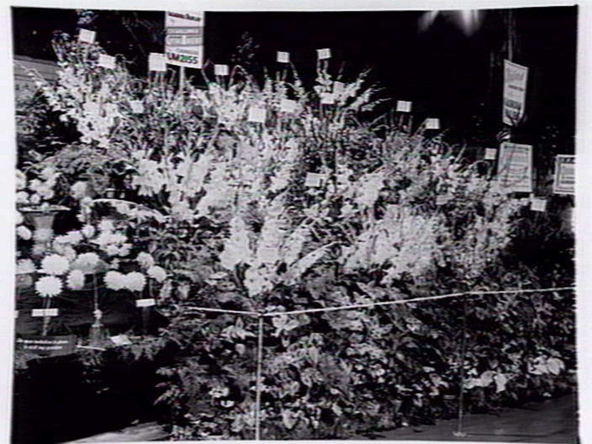 Display of gladioli and other flowers at garden show by T.F. Gollings Central Nursery, Carnegie (1947)