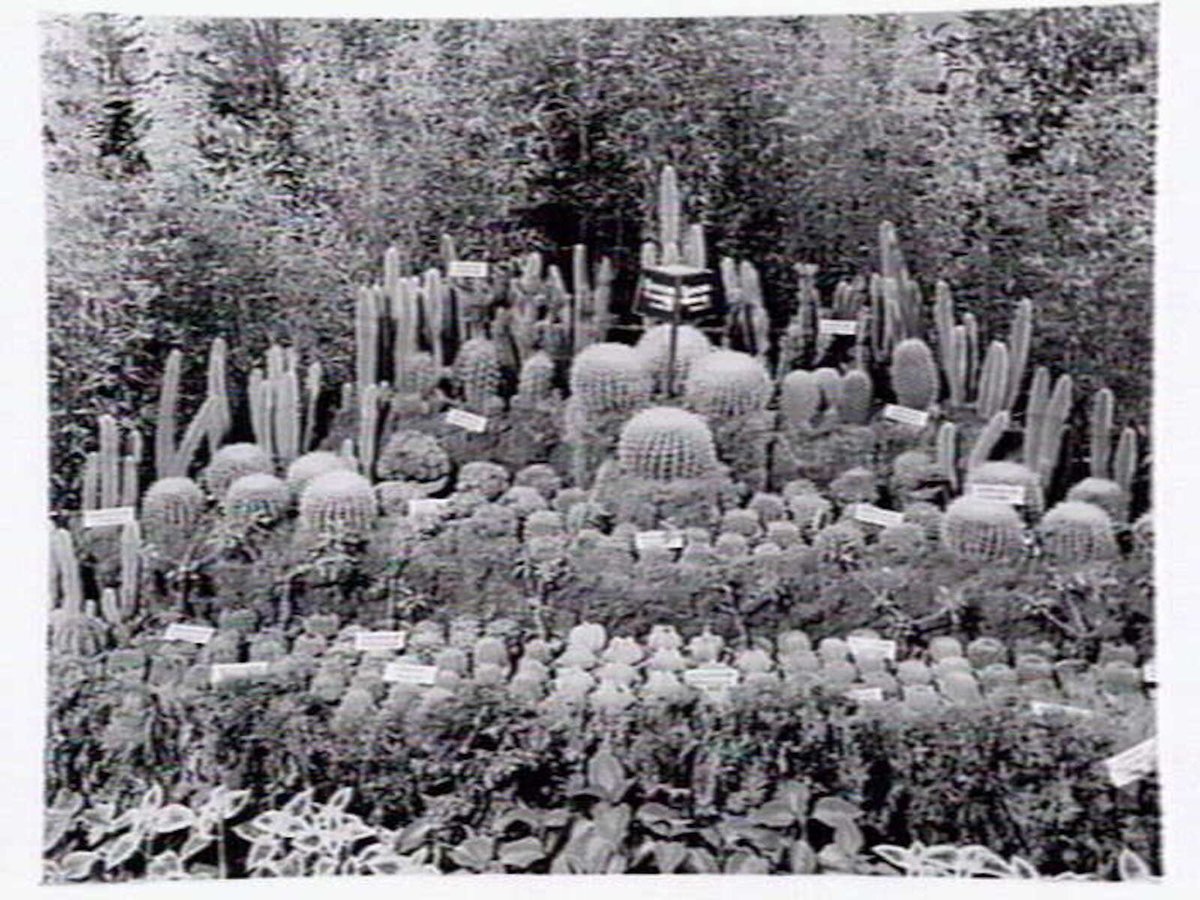 1949 Flower Show showing cacti display by Hodgins Nurseries of Essendon