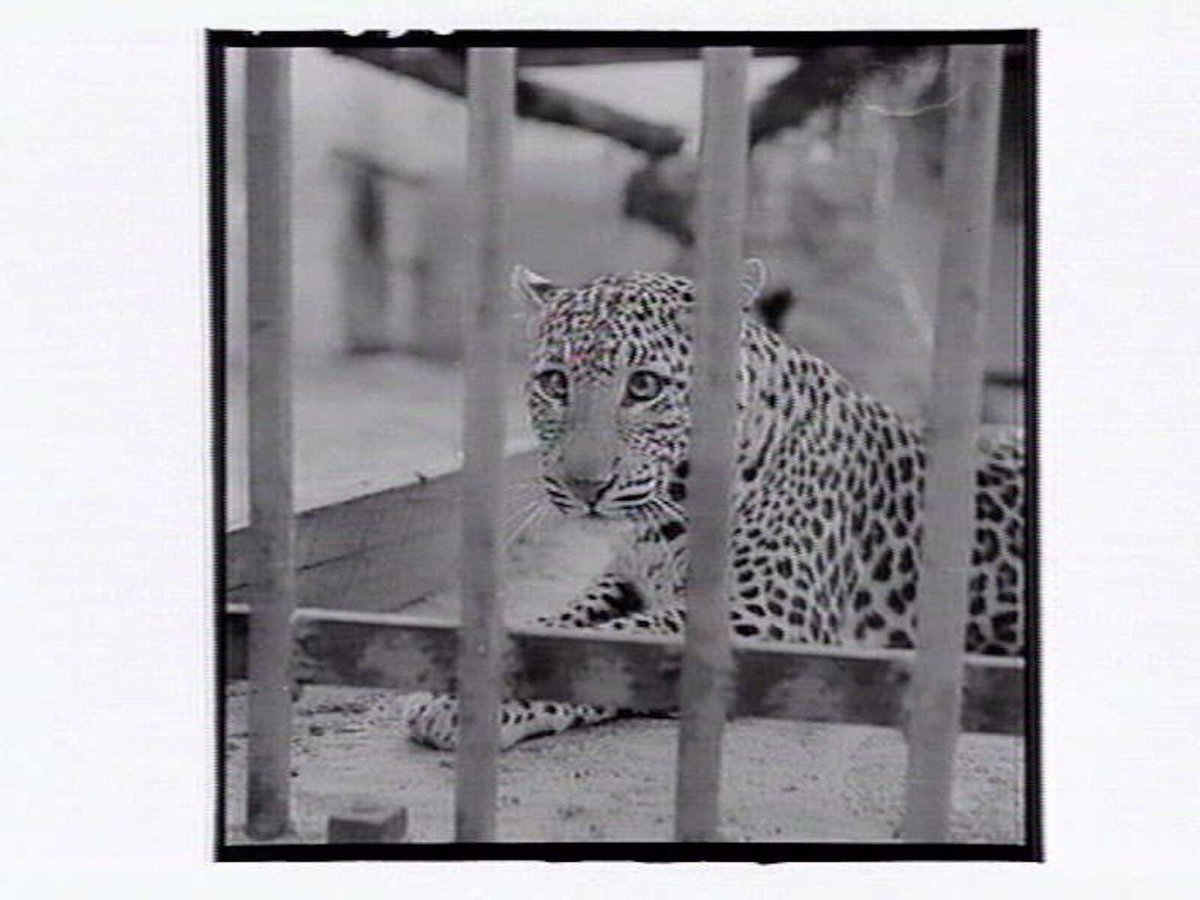 Leopard in cage at Melbourne Zoo, Parkville (1953)