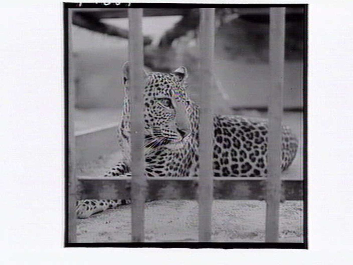 Leopard in cage at Melbourne Zoo, Parkville (1953)