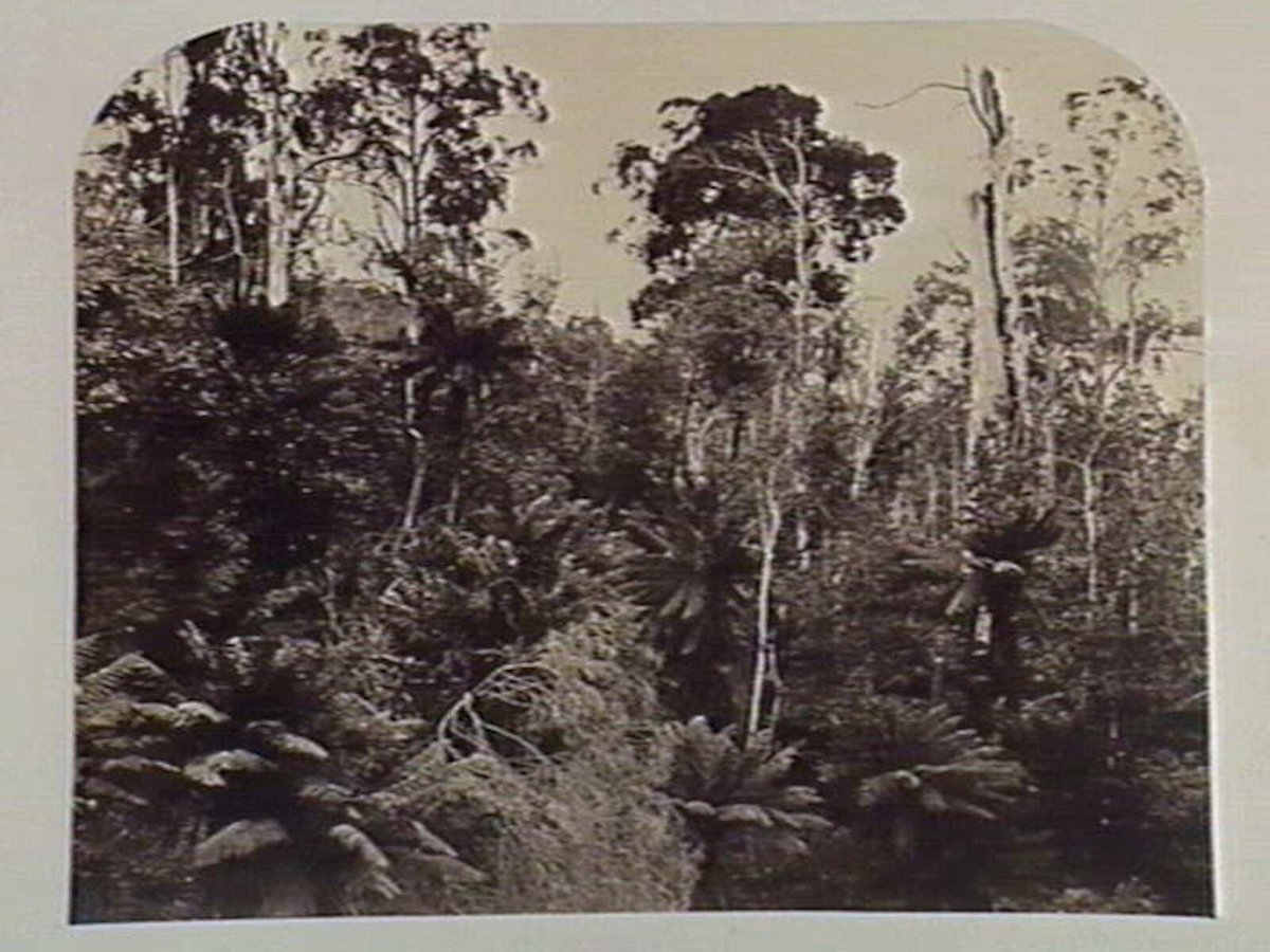 View in the Fern-Tree Gully. Dandenong Ranges (c. 1858)