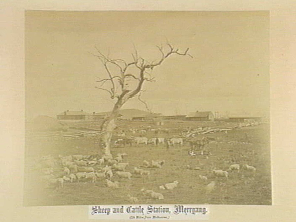 Sheep and Cattle Station, Merryang. (24 Miles from Melbourne.) (1880)