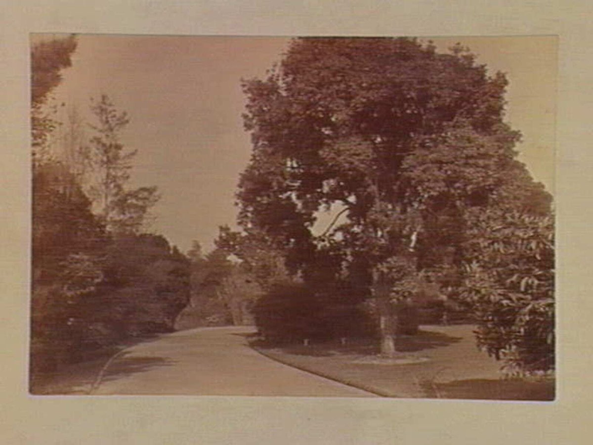 View along pathway, Botanical Gardens, Melbourne, Melbourne City (c. 1890)