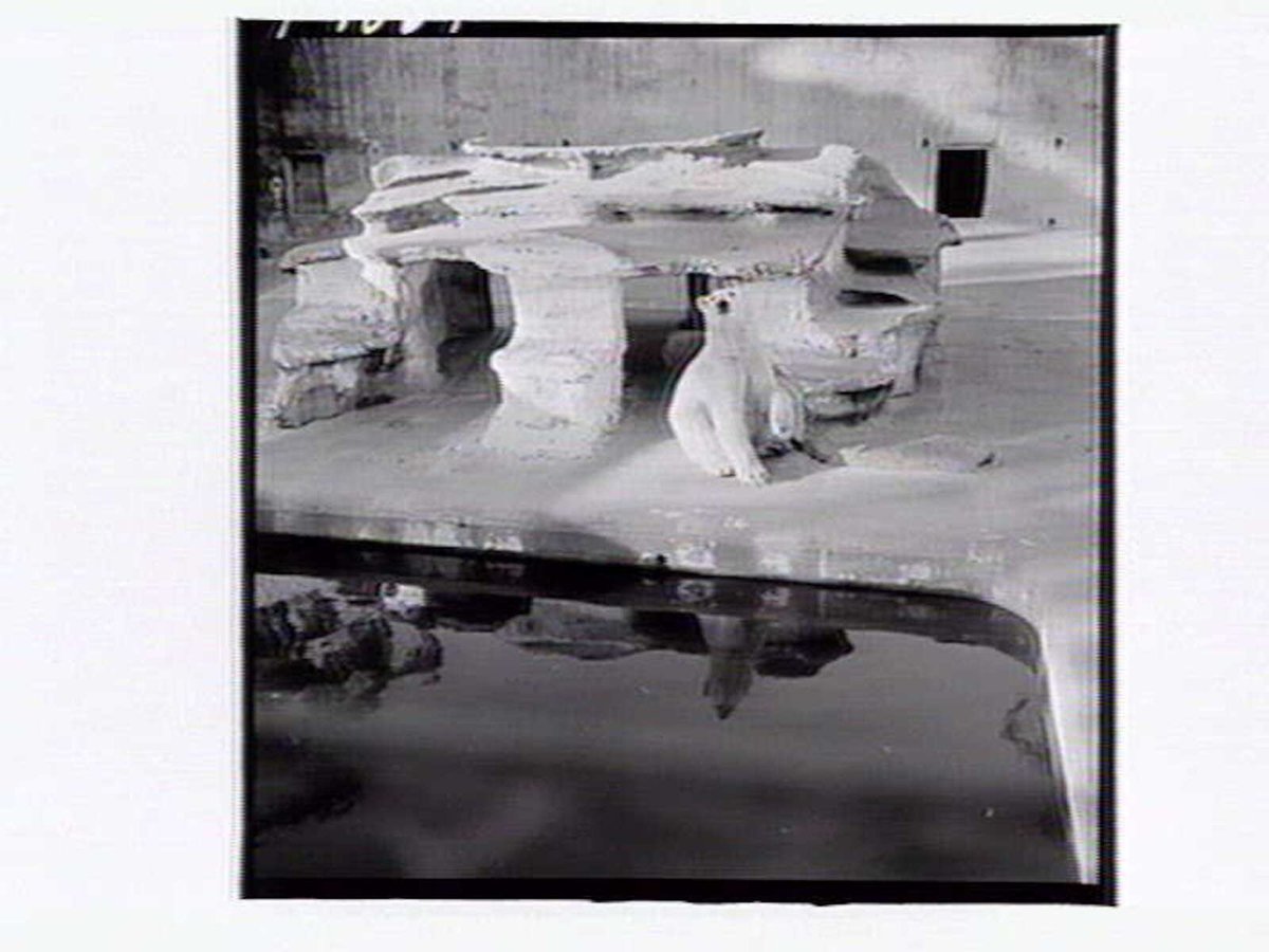 Polar bear enclosure, Melbourne Zoo, Parkville (1953)