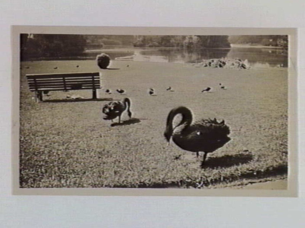 Swans grazing in the Botanic Gardens, Melbourne, Melbourne City (1932)
