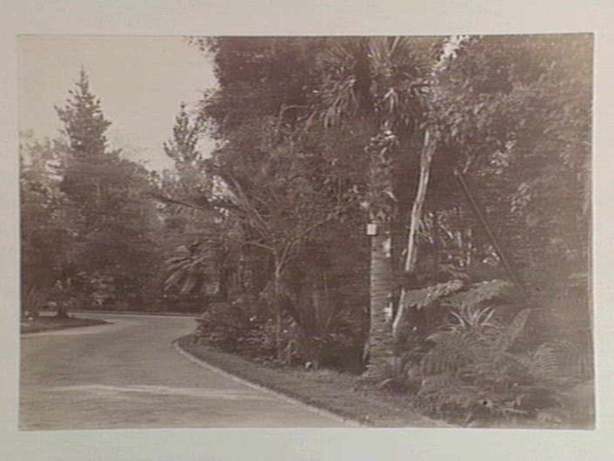 View along pathway, Botanical Gardens, Melbourne, Melbourne City (c. 1890)