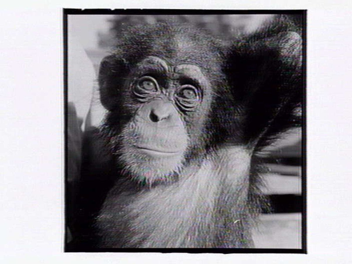 Monkey at the Melbourne Zoo, Parkville (1953)