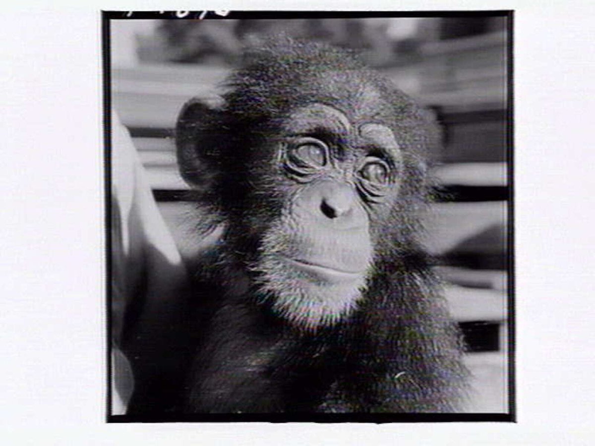 Monkey at the Melbourne Zoo, Parkville (1953)