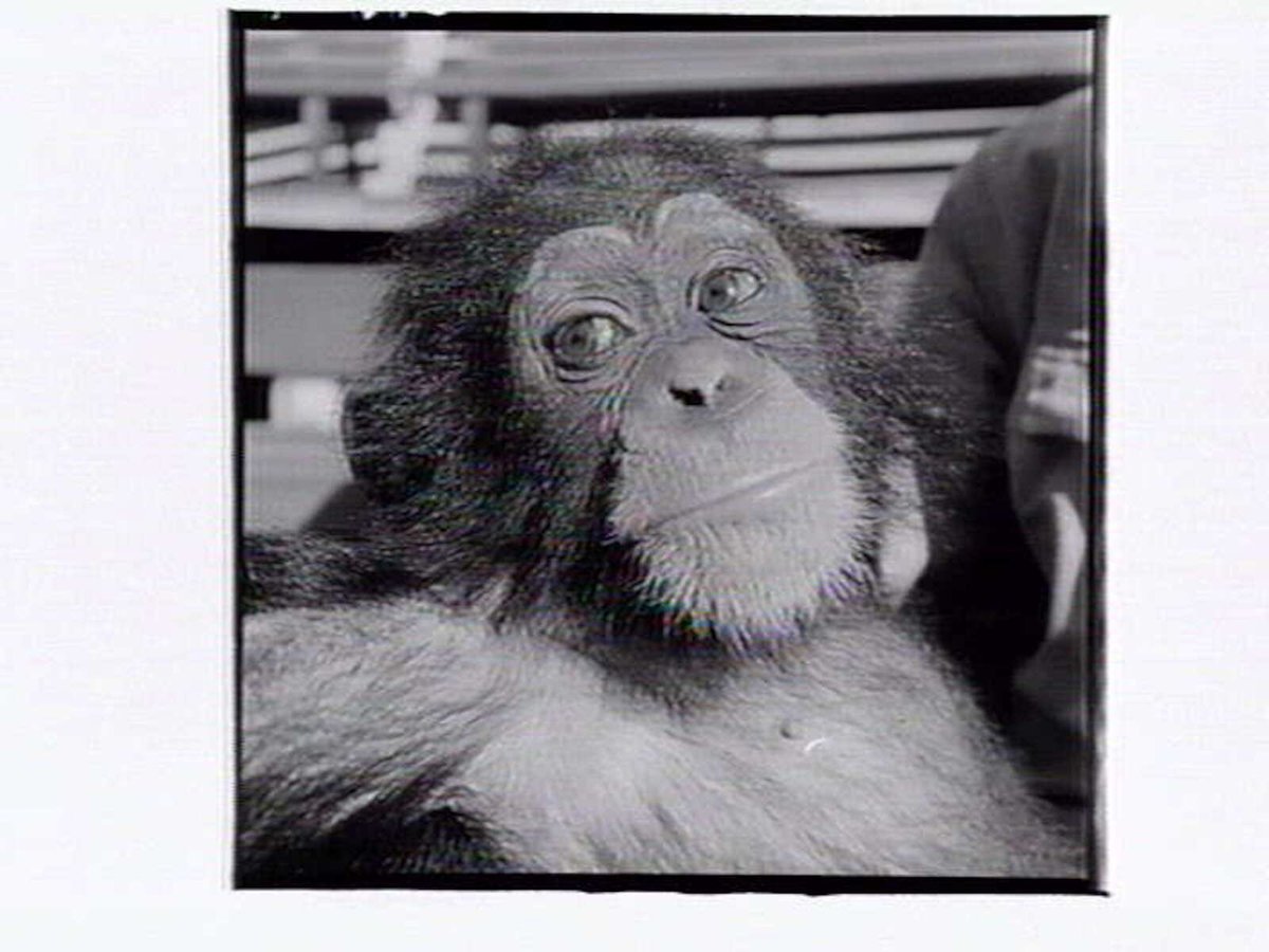Monkey at the Melbourne Zoo, Parkville (1953)